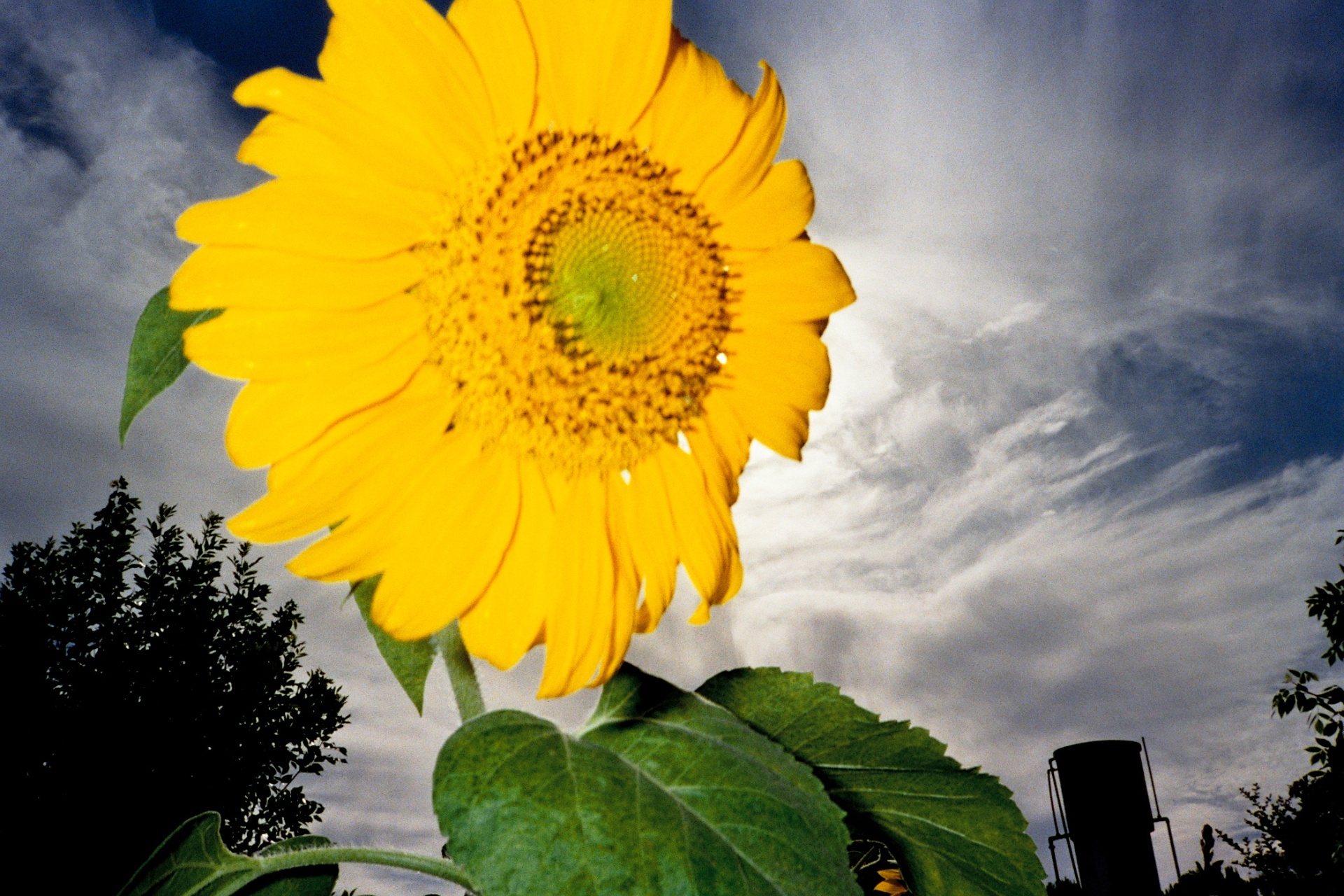 Sunflower photograph
